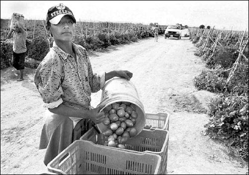 *tomateros-3