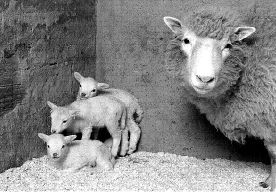 BRITAIN_DOLLY_LAMBS_GVC