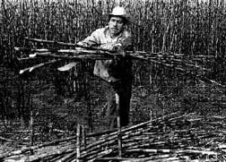 obrero agricola en plena faena tratandose de ganarse los cada vez mas caros frijoles