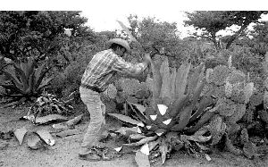 maguey-zacatecas-8-jpg