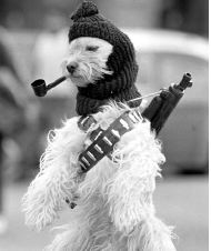 perro-zapatista-jpg