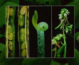 Arabidopsis fotos bn