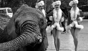 rockettes-elefante-chavas