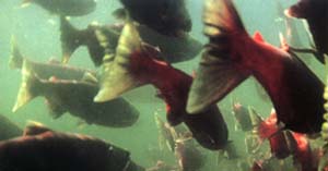 peces-1
