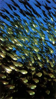 peces