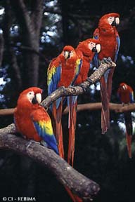 guacamayas