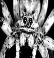 tarantula-jpg