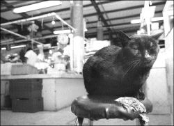 mercado_gato