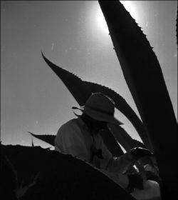 maguey-tlaxcala-jpg