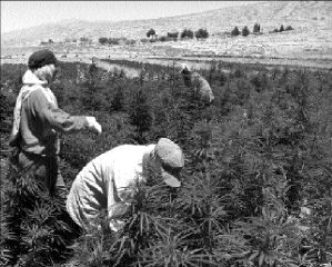 LEBANON_CANNABIS1