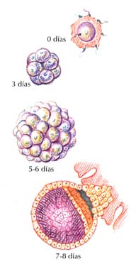 celulas embrionarias