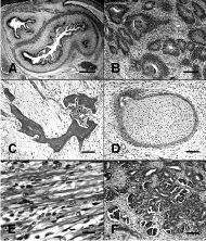 stem_cell_research