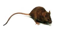 ADN-raton