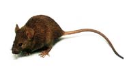 ADN-raton