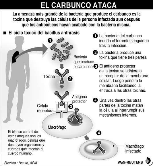 CARBUNCO-TOXINAS OK