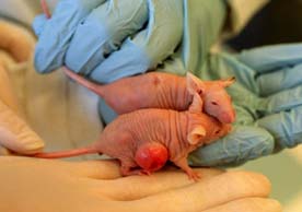 cancer_mice_m27n1a