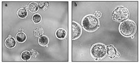 Cloning_Fig2
