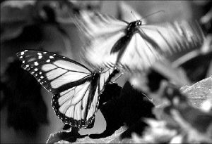 monarch_butterfly_ssc