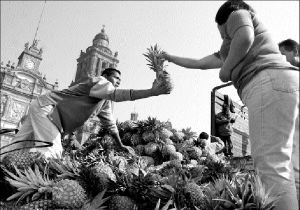 pineros_zocalo_v21w