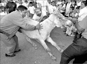 burro-feria-otumba-2-jpg