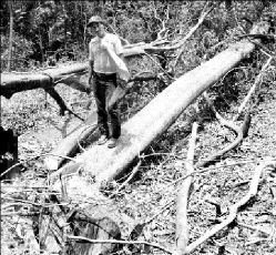 chimalapas selva1