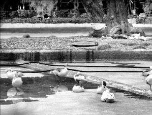 patos_mexico1