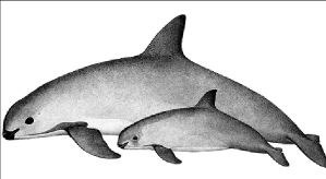 vaquitas_dibujo wwf