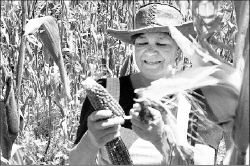 campesina-cosecha-maiz