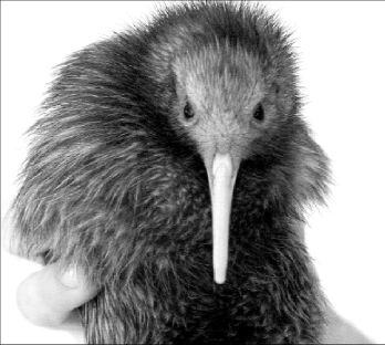 Kiwi