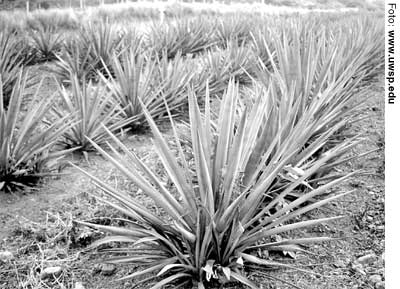 agave