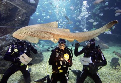 Convierten tiburones en armas y espías