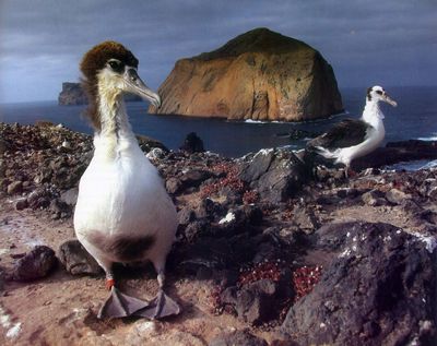 Isla Guadalupe, paraíso en riesgo de extinción