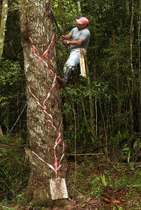 Chicle, el blanco jugo de la selva