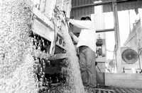 Descarga de maíz en grano en una bodega de Culiacán, Sinaloa, estado donde se logró una cosecha récord del grano