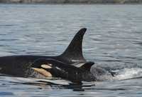 Esta orca de una semana de vida, junto con su madre, fue fotografiada cerca de la isla San Juan, Washington, por el Centro de Investigación de Ballenas, que ha clasificado a estos cetáceos como J42 y J16, respectivamente