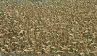 Miles de personas guiadas por la voz de Spencer Tunick se despojaron de sus ropas en la Plaza de la Constitución