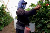 De acuerdo con la investigadora María Luisa de la Garza, los migrantes identifican a Estados Unidos con el paraíso, idea que dejan plasmada en los corridos sobre el tema. En la imagen, una mexicana trabaja en los campos de fresas de Oxnard, California