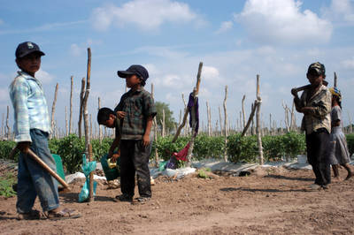 EXPLOTADOS, 20 MIL NIÑOS EN EL AGRO DE SINALOA