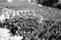 La liberación del capítulo agropecuario del Tratado de Libre Comercio en 2008 preocupa a los pequeños productores de todo el país. Imagen de archivo de nopaleras en Tlalnepantla Morelos