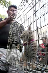 Cocodrilos, iguanas, serpientes y hasta una cría de lince fueron encontrados en una tienda de animales ubicada en la colonia 20 de Noviembre, y cuyo fin era el mercado negro