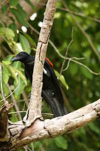 Una de las aves a las que se les colocó una minicámara para poder estudiar su comportamiento