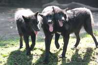 Las ganadoras del concurso Apadrina un lobo canadiense, convocado por el CNF, el zoológico de Chapultepec y Telcel, fueron dos niñas y una joven