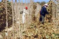 Este lunes se celebró el Día Mundial de la Mujer Rural. Según la Organización de Naciones Unidas para la Agricultura y la Alimentación, pese a los esfuerzos millones de campesinas carecen de apoyos básicos para su desarrollo