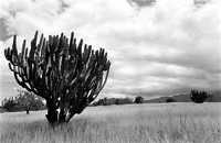 Paisaje que muestra la biodiversidad en Teotitlán del Valle, Oaxaca FOTO