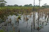 Los sembradíos de maíz, frijol, arroz, yuca, camote, plátano, cacao y coco son los más afectados por las inundaciones en Tabasco