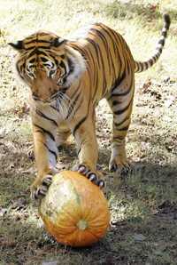 Los cazadores furtivos matan uno por día. En la imagen, un tigre de Malasia