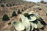 Cultivo de nopal en el poblado de San Lorenzo, en la delegación Milpa Alta