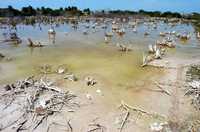 Deforestación de zona de manglar en Yucatán