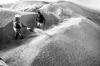 Productores de maíz trabajan en una bodega de Puebla para evitar que insectos se aniden en el grano. La imagen, en enero de 2007