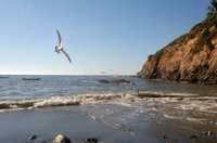 Aves marinas buscan comida en Playa Olvidada, frente a la planta tratadora de aguas residuales. Según ambientalistas, estas aguas son un riesgo para los visitantes